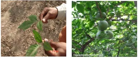 Fig. 4: Whole plant of                  Trigonella foenum-graecum 
