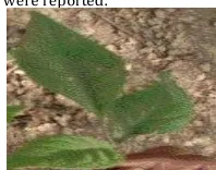 Fig. 6: Morphological features of  Aegle marmelos L. 