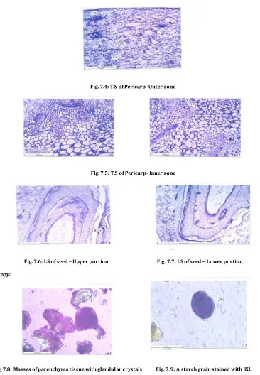 Fig. 7.6: LS of seed – Upper portion                                          Fig. 7.7: LS of seed – Lower portion 