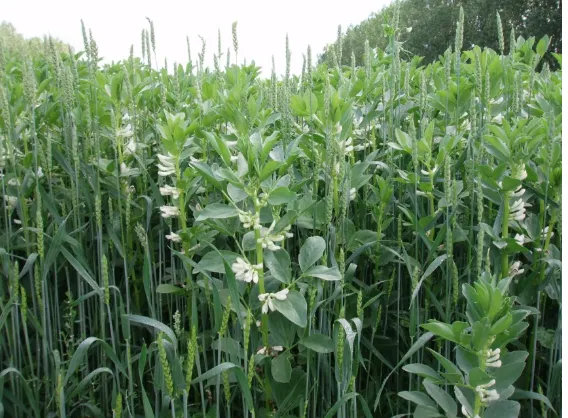 Figure 1. Intercrop of fababean and wheat in Swedish in organic agriculture (Photo: ES Jensen) 