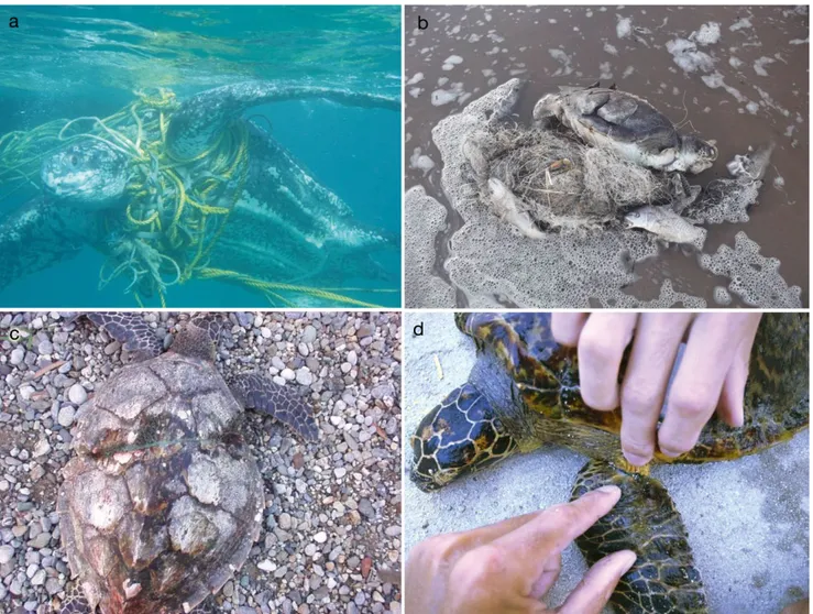 Fig. 1. Impacts of marine turtle entanglement: (a) live leatherback turtle entangled in fishing ropes which increases drag, Grenada 2014 (photo: Kate Charles, Ocean Spirits); (b) drowned green turtle entangled in ghost nets in Uruguay (photo: