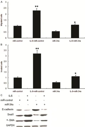 Figure 3. Overexpression of miR-34a suppresses metastasis of OSCC. A. miR-34a inhibited OSCC migration