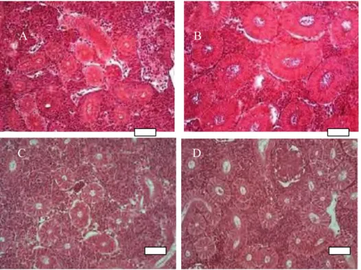 Figure 27: Transversals sections of female (A) and male (B) bullhead head kidney during the breeding  period,  and  of  female  (C)  and  male  (D)  bullhead  head  kidney  outside  of  the  breeding  period