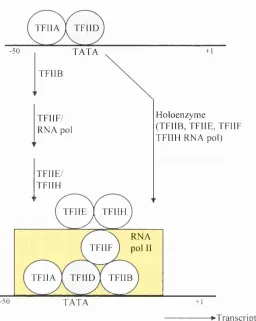 Figure 1.1 Assembly of the general transcription factors required for the 