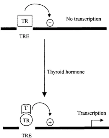 Figure 1.3 Activation and repression of thyroid hormone receptor