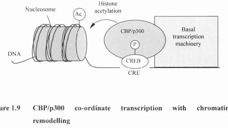 Figure 1.9 CBP/p300 