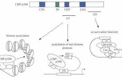 Figure 1.10 Structural feature of CBP/p300 gene relative to their function