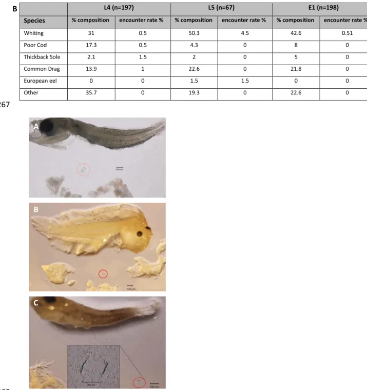 Figure 3. Photographs of dissected fish larvae that  had  ingested  microplastics (circled), viewed  under an Olympus  SZX16 