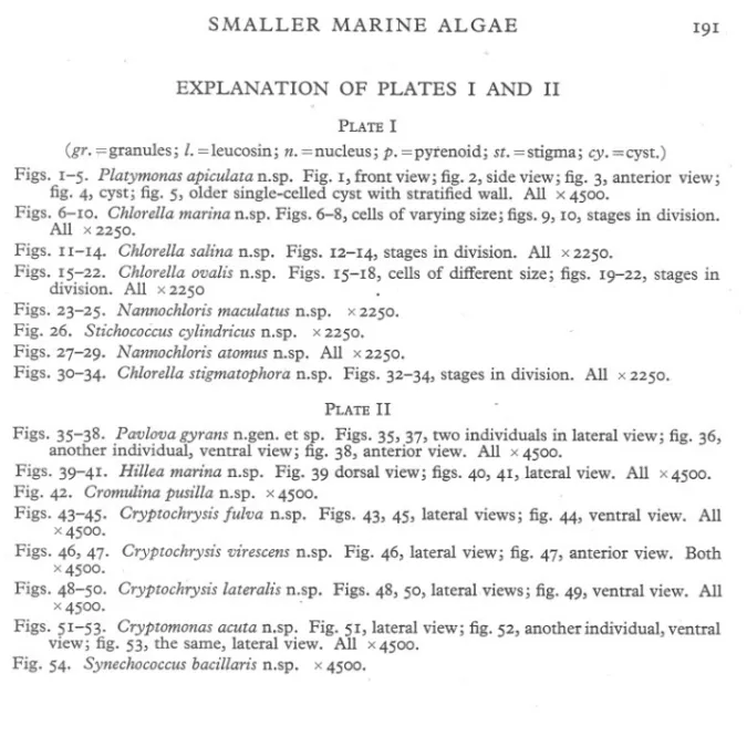 Fig. 26. Stichococcus cylindricus n.sp. x 225°.