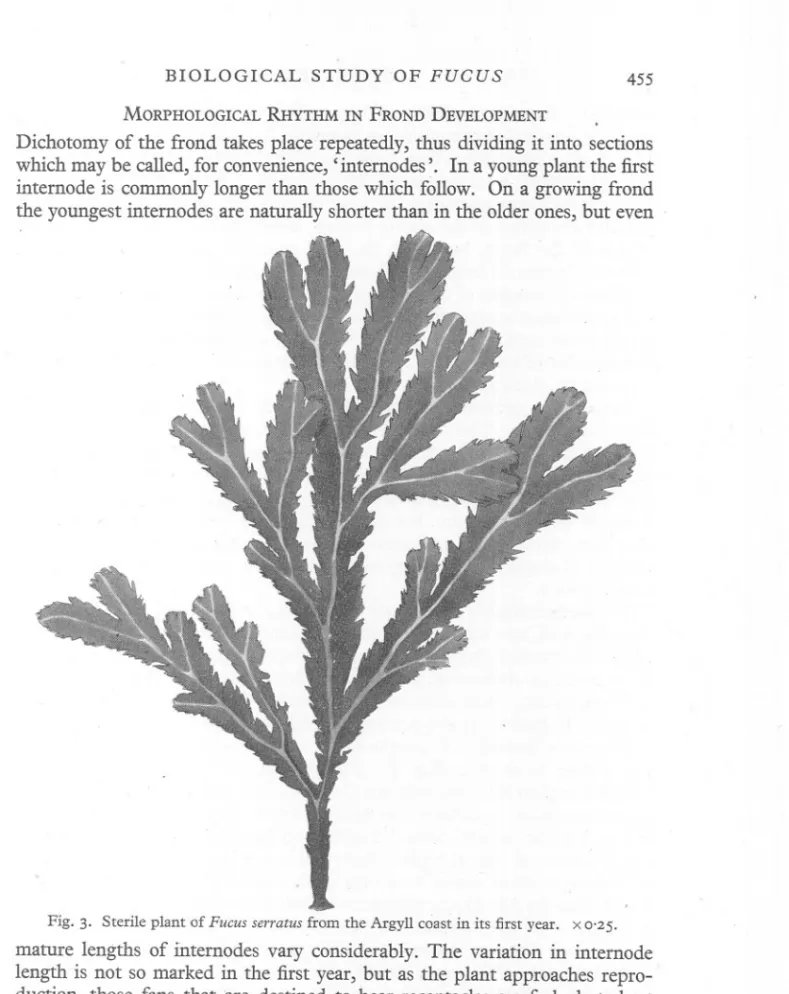 Fig. 3. Sterile plant of Fucus serratus from the Argyll coast in its first year. x 0&#34;25.