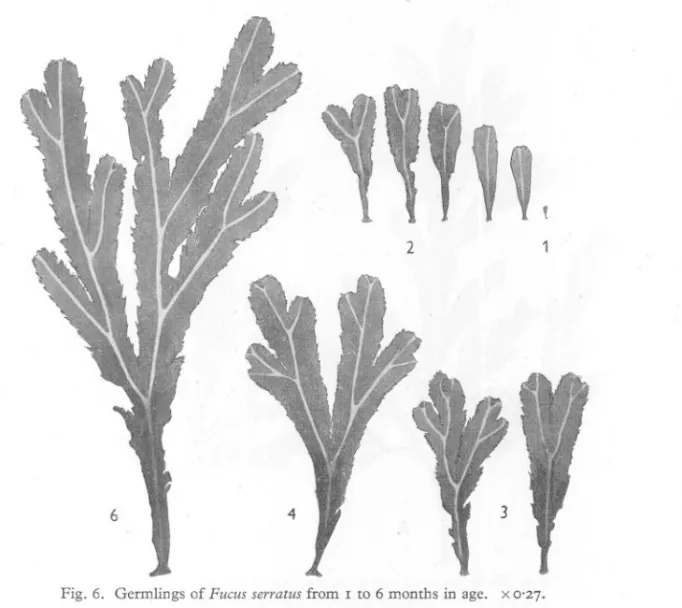 Fig. 6. Germlings of Fucus serratus from I to 6 months in age. x 0'27.