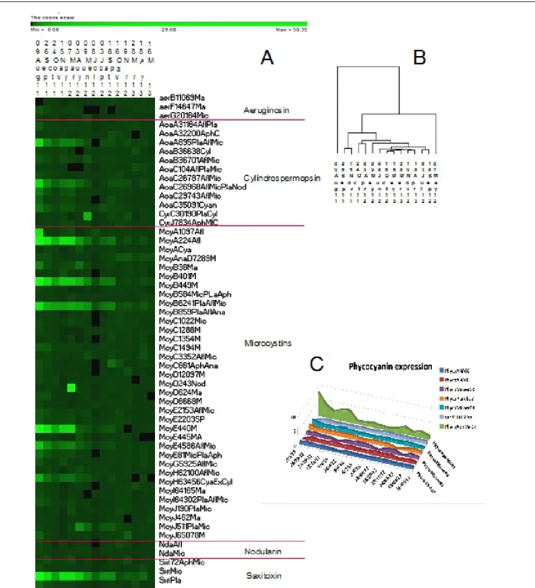 Figure  5:  (A)  Heatmap  of  gene  of  amplified  signals  of  the  expression  pathways  of  all  genes  on  the  microarray  from  Canet  Lagoon  for  two  years sampling