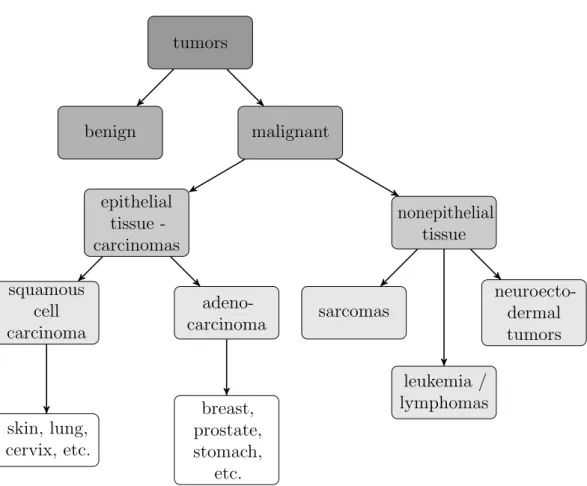Figure 1.2: Classification of most common tumor types (according to Weinberg 2006). Most malignant tumors arise from epithelial  tis-sues (approx