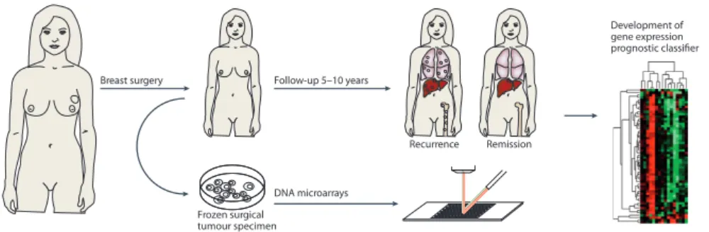 Figure 1.3: Course of a retrospective study for the development of a prognostic marker