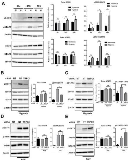 Fig. 2. TRPC1 promotes hypoxia but not EGF-induced EGFR(Y1173) and STAT3(Y705) phosphorylation