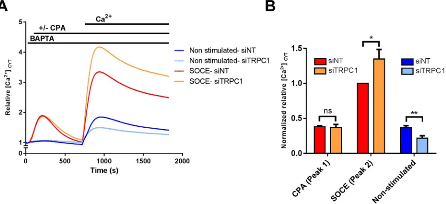 Fig. 3. TRPC1**without silencing attenuates non-stimulated Ca2+ influx and augments store-operated Ca2+ entry after hypoxia in MDA-MB-468 breast cancercells