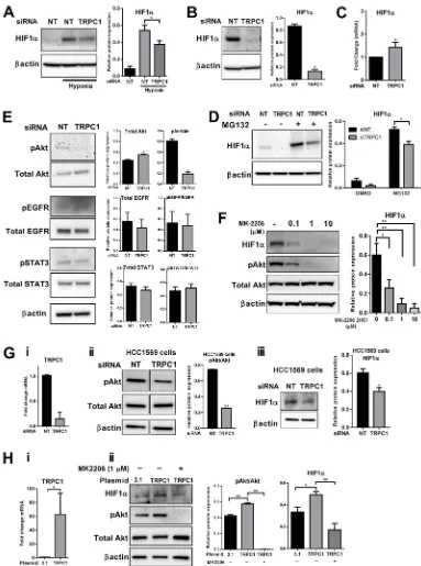 Fig. 4. TRPC1 regulation of HIF1α translation and basal activation of Akt in MDA-MB-468 breast cancer cells in normoxia