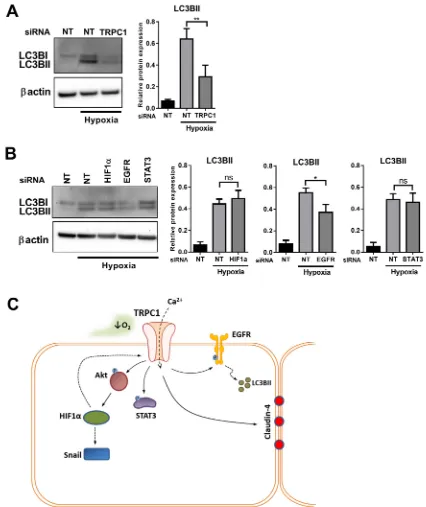 Fig. 6. Regulation of hypoxia-mediated induction of the autophagy marker LC3BII by TRPC1 and EGFR
