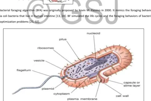 Fig. (16): Escherichia coli (E. coli) bacterium.  