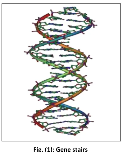 Fig. (1): Gene stairs 