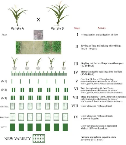 Fig. 1 Diagrammatical procedure to evolve sugarcane variety at SRI, Faisalabad 