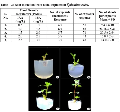 Figure – 1: Micropropagation from nodal explants of Spilanthes calva. 