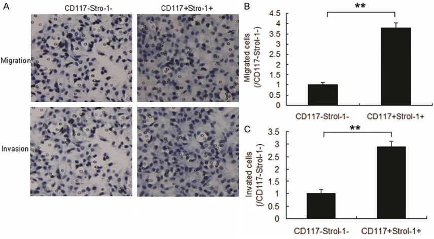 Figure 1. CD117+ and Stro-1+ promotes proliferation and stem-cell properties in cells