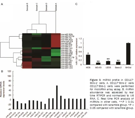 Figure 3. miRNA profile in CD117+ Stro-1+ cells. A. CD117+Stro-1+ cells CD117-Stro-1- cells were performed for microRNA array assay