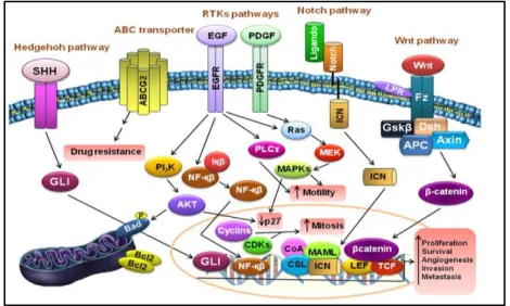 Figure 1.2 the main signalling patterns that indicate the Wnt, Hh and Nothch pathways that are related to breast cancer stem cells (Vera-Ramirez et al., 2010) 