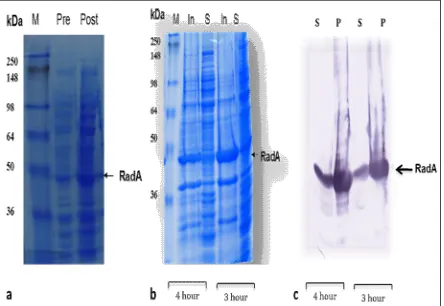 Fig.absorbance as compared to the proteins visualized