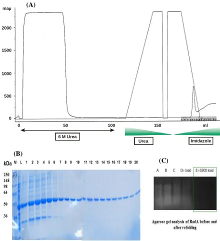 Figure 4. Time course for benzonase incubation with solublelysate containing RadA in 500 mM NaCl