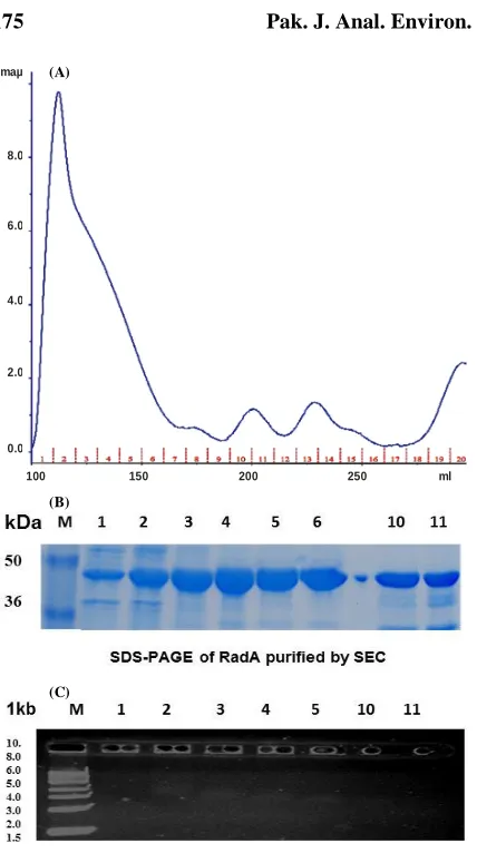 Figure 6. SEC of RadA after refolding.(A) A chromatogram showing the elution profile of RadA using a26/60 Superdex 200 SEC column (B) & (C) SDS-PAGE andagarose gel analysis of the obtained fractions (1-6 and 10-11)corresponding to the UV absorbance peak obtained at 110-160mL and 200-210 mL, respectively.