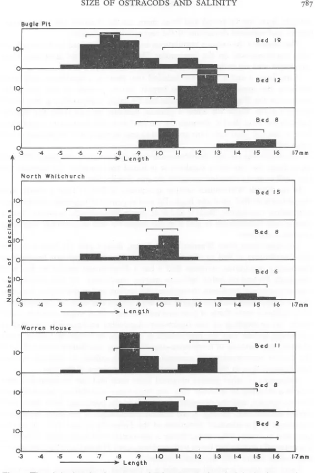 Fig. 2. The relative lengths of specimens of Pabanella polita from beds in the three sections.