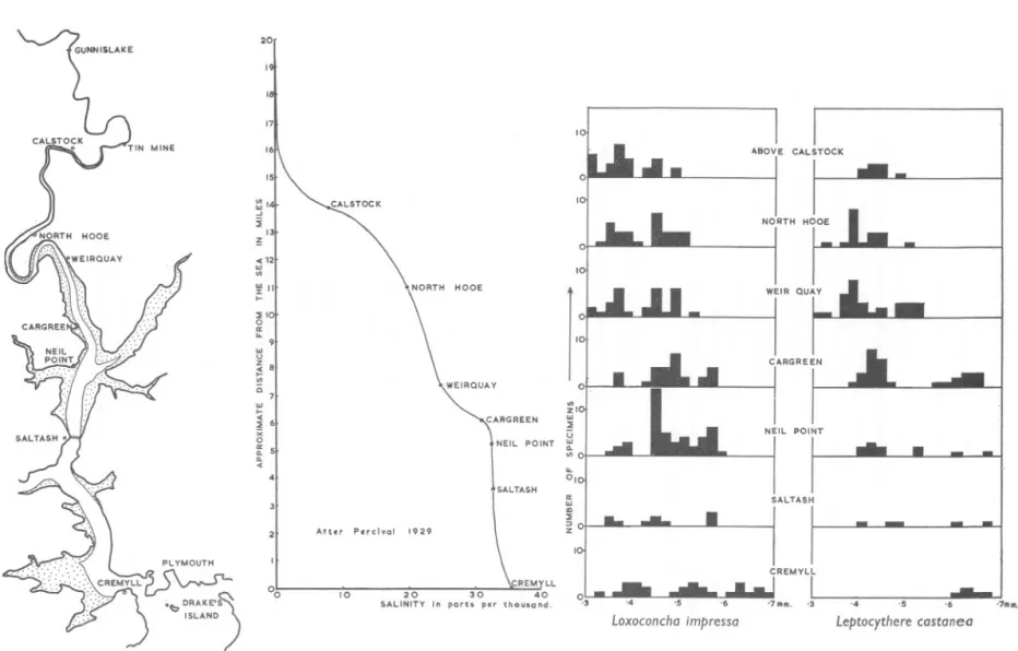 Fig. 4. A composite diagram to show the collection points on the River Tamar compared to a graph of the variation of salinity with distance from the sea and also to the size distributions of Loxoconcha impressa and Leptocythere castanea at the various loca