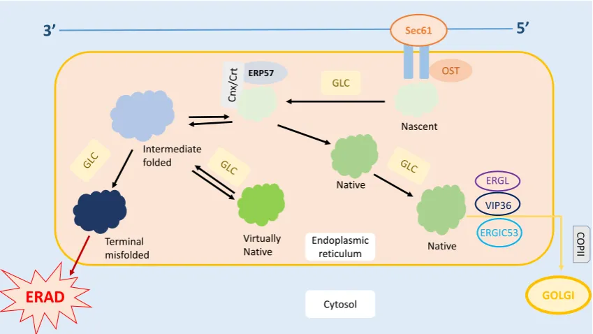Figure 1. Protein trafficking in ER. Post mRNA translation, the nascent protein is transferred into the process