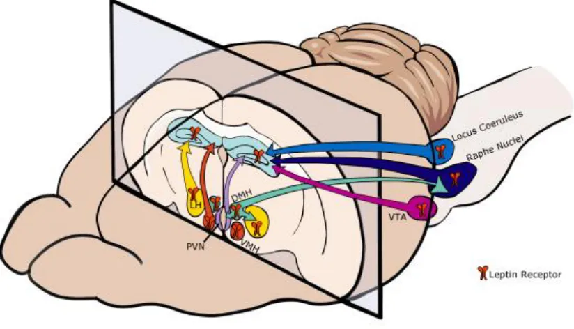 Figure 4.1. Potential indirect pathways that leptin uses to influence synaptic plasticity in the hippocampus