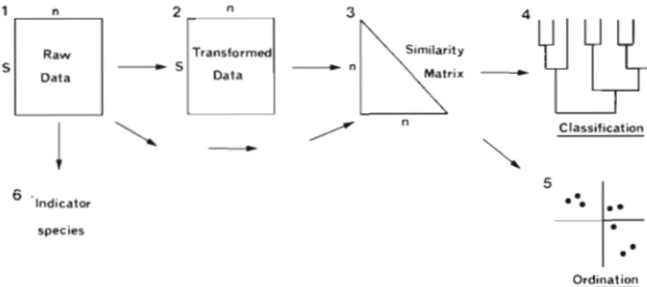 Fig.  1. Normal  (q-type) analysis: diagrammatic summary of  stages leading to classification  and ordination of  samples