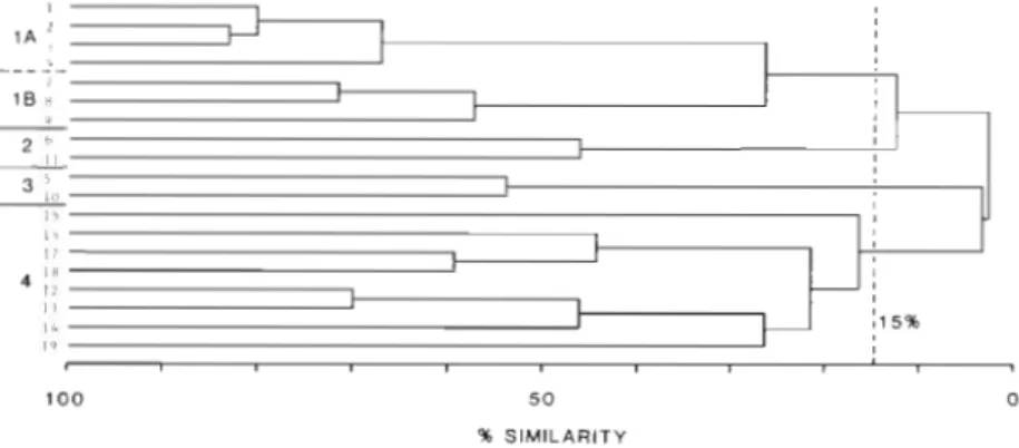 Fig.  3.  Dendrogram showing classification of  19  stations in Exe estuary based on mean bimonthly abundances of  nematodes over 