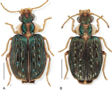 Figure 1. Digital Photo-illustration. Habitus, dorsal aspect. A Hyboptera angulicollis Chaudoir, female, ADP052729 B Hyboptera biolat Erwin & Henry, sp