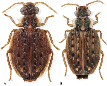 Figure 9. Digital Photo-illustration. Habitus, dorsal aspect. A Hyboptera tuberculata (Dejean), female, ADP007533 B Hyboptera verrucosa (Reiche), female, ADP086946.