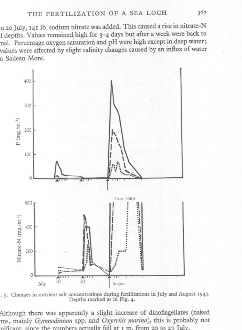 Fig. 5. Changes in nutrient salt concentrations du.ring fertilizations in July and August 1944.