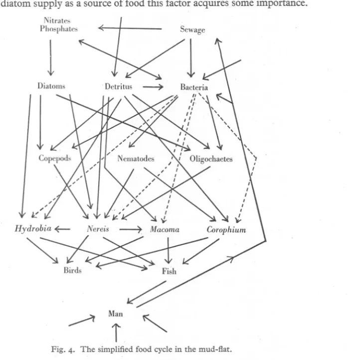 Fig. 4. The simplified food cycle in the mud-flat.