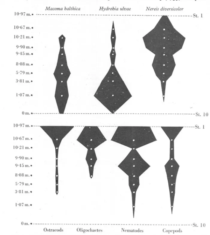 Fig. 3. The distribution of some of the macrofauna species and microfauna groups. The stations are plotted according to their distances from one another and not according to the tidal levels which are otherwise indicated in the figure.