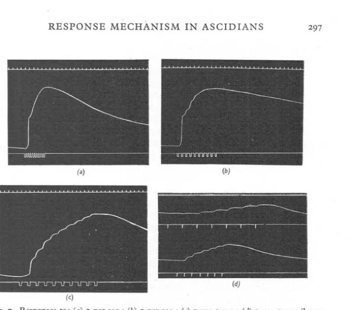 Fig. 8. Parallel behaviour of the atrial (upper record) and branchial (lower record) siphons showing also: (a) responses to just threshold stimulation at I per sec., not every stimulus is effective; (b) ineffective first stimulus with delayed response to t