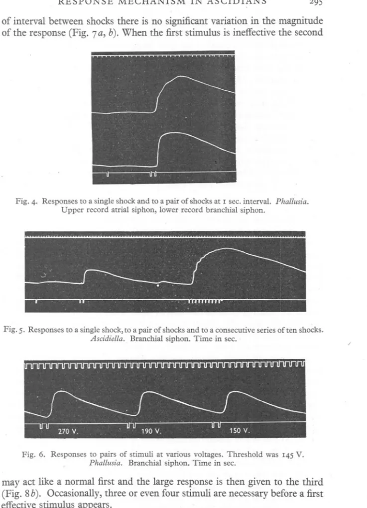 Fig. 4. Responses to a single shock and to a pair of shocks at 1 sec. interval. Phallusia.