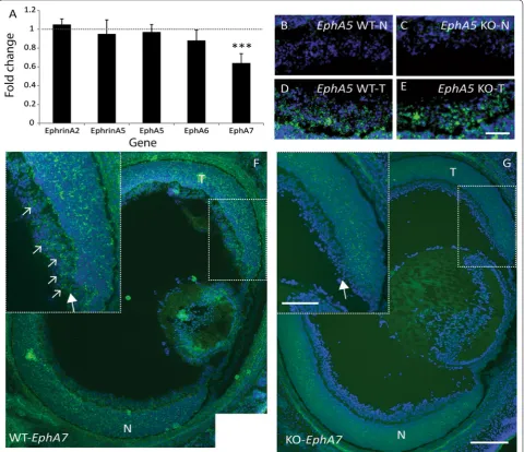 Fig. 6 EphA7 is usually expressed in the ventrotemporal retinal crescent and is reduced in Ten-m3 KOs