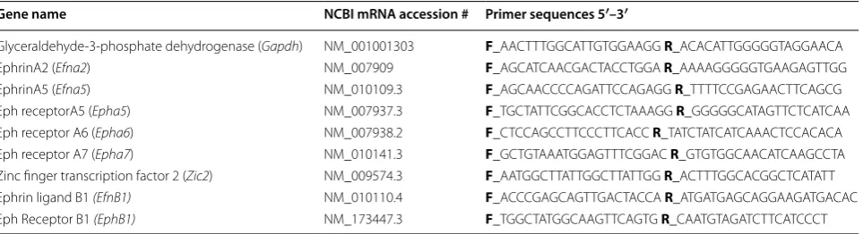 Table 1 Primer sequences forward and reverse primer sequences for real time qPCR and in situ hybridisation analysis of Eph/ephrinA mRNA expression in visual structures of P0 Ten-m3 KO mouse