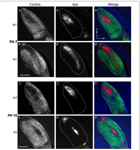 Fig. 2 Segregation of ipsilateral and contralateral retinal axons proceeds in Ten-m3 KOs despite ipsilateral mismapping