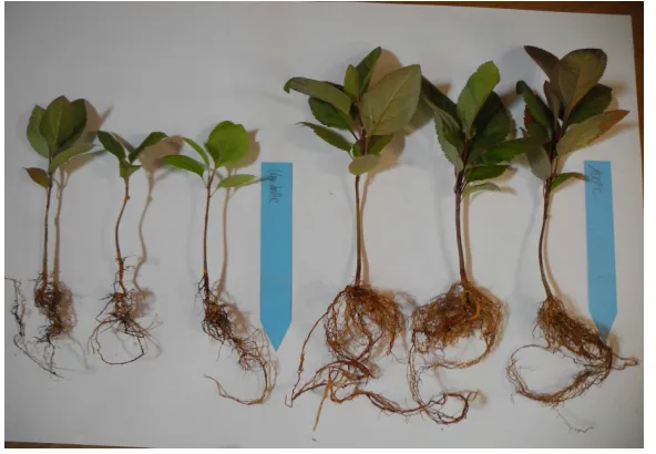 Fig. 1, Partner 2 LRC WP2Task 1 Apple untreated control on the left and seedlings grown in the sterilized soil on the right