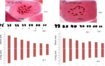 Figure 1: Metaphase, karyogram and ideogram E. apiculata (A-C) and E. longifolia (D-F) 